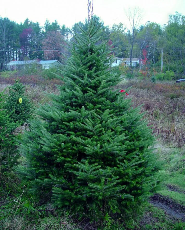 What the Fir? How to pick the perfect Christmas tree in Michigan