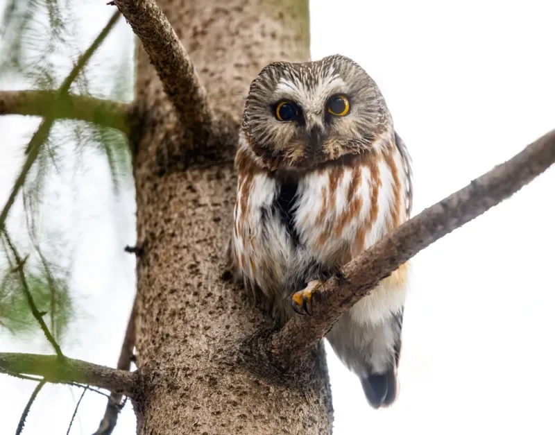 Birdwatching in winter? Yes! Here are 10 favorite places in Michigan