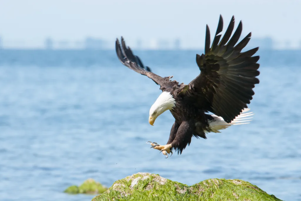 Birdwatching in winter? Yes! Here are 10 favorite places in Michigan