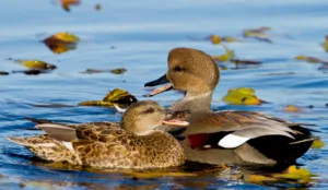 Michigan’s weird winter ducks and how to spot them
