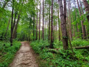 Your guide to the best hikes around Lansing, MI