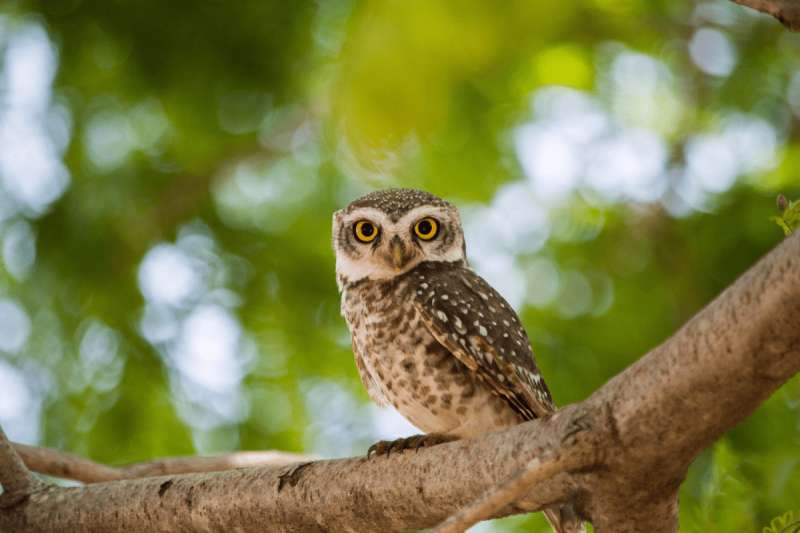 How to Celebrate Superb Owl Sunday in Michigan (no, it’s not a typo!)