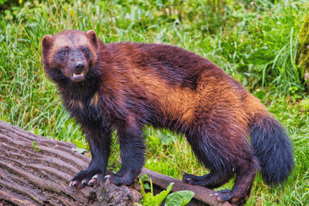 That one time in Michigan: When we became the Wolverine State