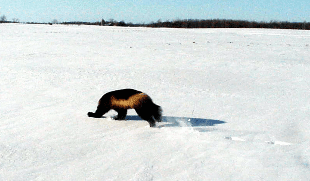 MICHIGAN HISTORY - The Gander