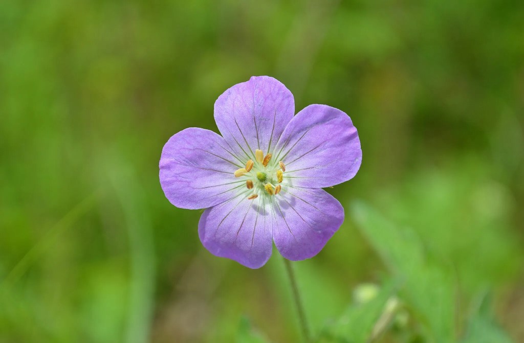 This Earth Day, stop and smell these 5 flowers native to Michigan