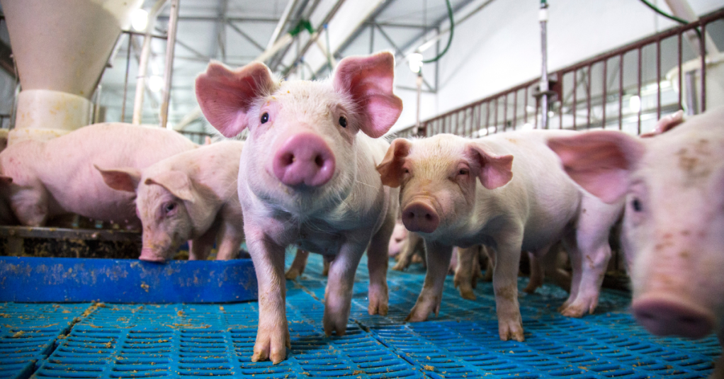 Report calls for stricter regulations on animal feeding operations to protect water quality