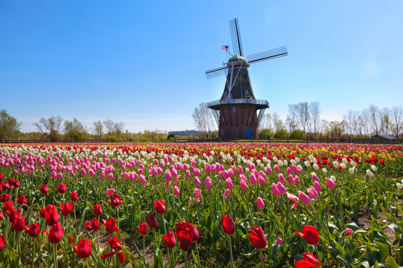 An authentic windmill from the Netherlands in a field of colorful tulips in Holland, Michigan.