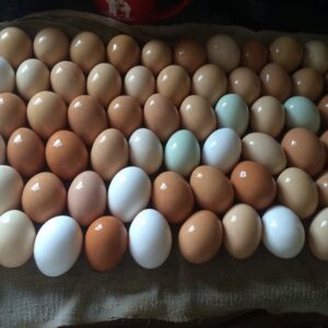 8 Farm-Fresh Egg Suppliers In Lansing That’ll Have You Ruling The Roost