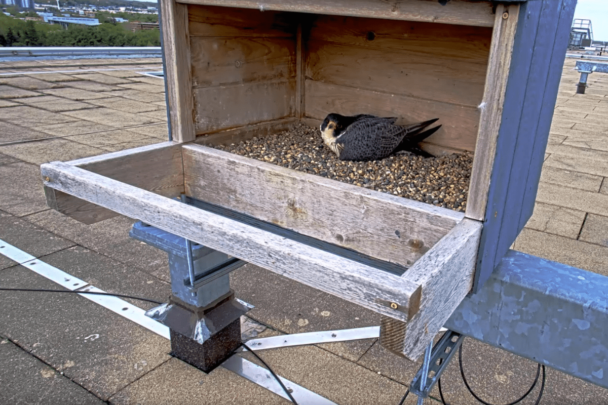 These 5 Michigan falcon livestreams will be your new obsession