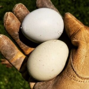 8 Farm-Fresh Egg Suppliers In Lansing That’ll Have You Ruling The Roost