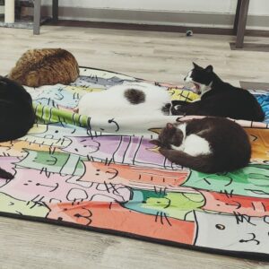Michigan’s 7 cat cafes, ranked from worst to best