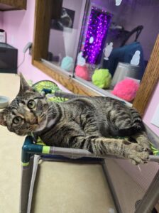 Michigan’s 7 cat cafes, ranked from worst to best