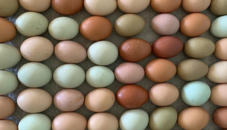 8 Farm-Fresh Egg Suppliers In Lansing That’ll Have You Ruling The Roost