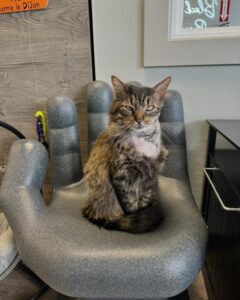 Michigan’s 7 cat cafes, ranked from worst to best