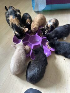 Michigan’s 7 cat cafes, ranked from worst to best