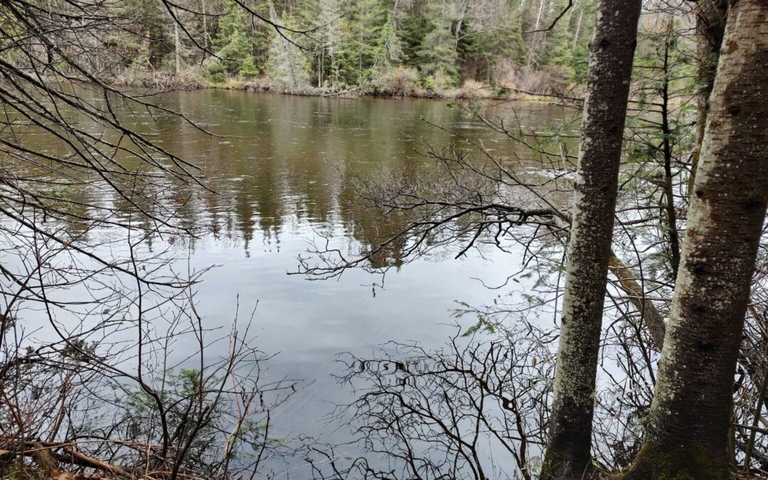 State agencies advise decontamination with discovery of ‘rock snot’ cells in the Au Sable River