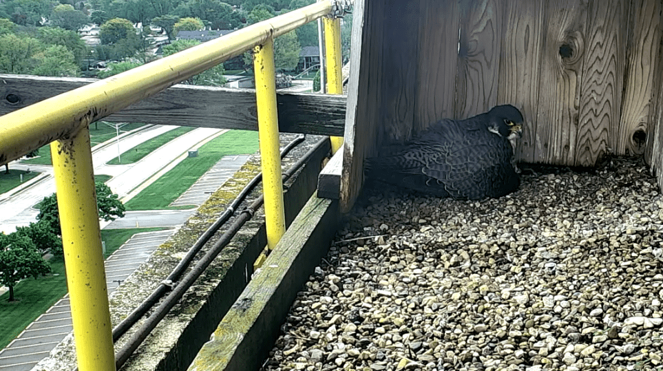 These 5 Michigan falcon livestreams will be your new obsession