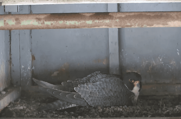 These 5 Michigan falcon livestreams will be your new obsession