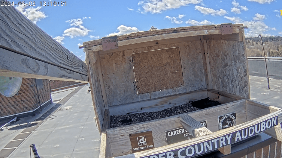 These 5 Michigan falcon livestreams will be your new obsession