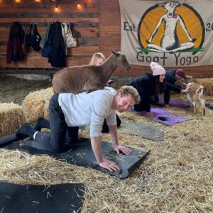 Where to practice goat yoga in Michigan
