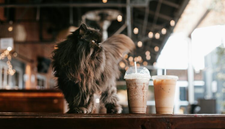 Michigan’s 7 cat cafes, ranked from worst to best