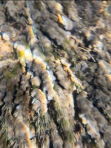 State agencies advise decontamination with discovery of ‘rock snot’ cells in the Au Sable River