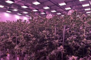 Former Battle Creek caregivers want more Michiganders to care about ‘clean’ weed