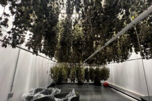 Former Battle Creek caregivers want more Michiganders to care about ‘clean’ weed