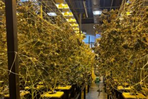 Former Battle Creek caregivers want more Michiganders to care about ‘clean’ weed