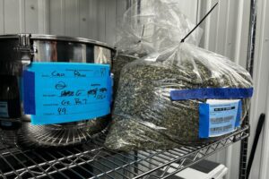 Former Battle Creek caregivers want more Michiganders to care about ‘clean’ weed