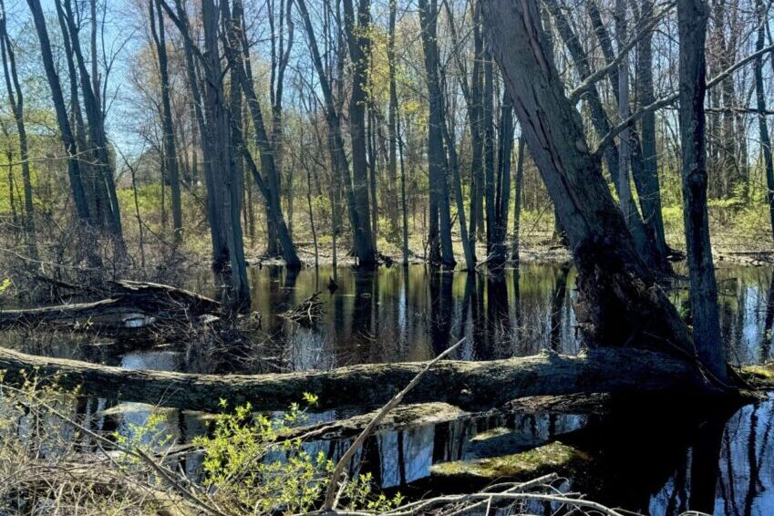 Conservation advocates push for renewable energy to help preserve Michigan wetlands
