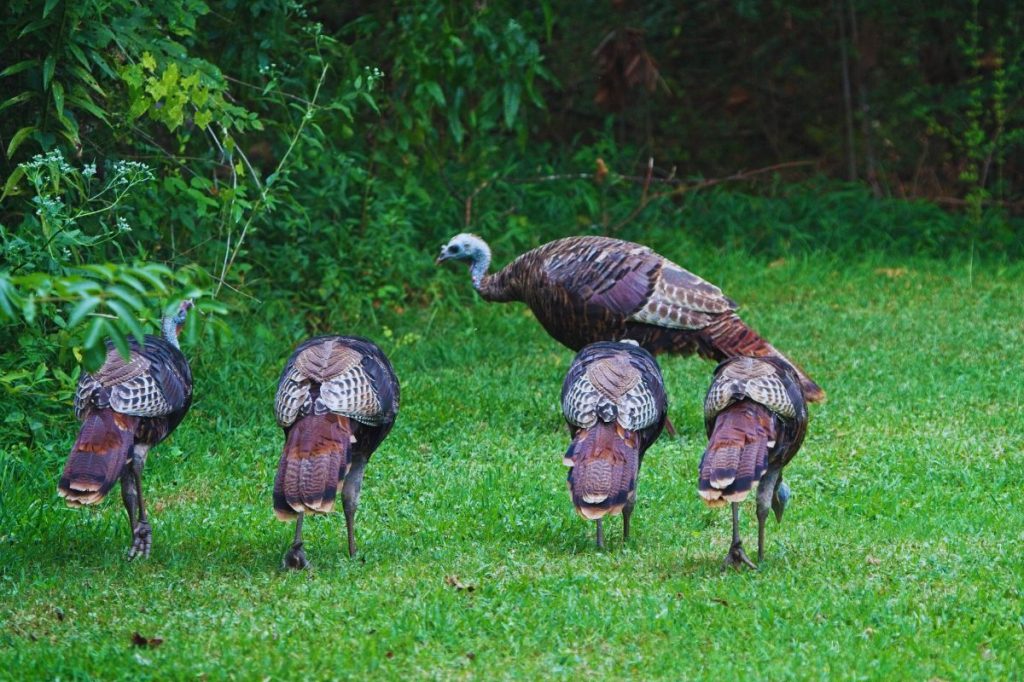 DNR asks Michiganders to report turkey brood sightings this summer