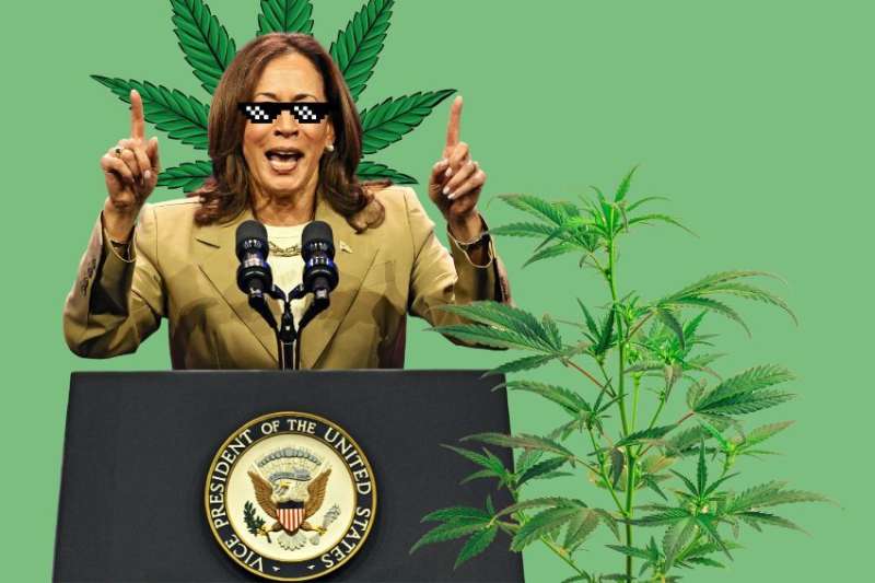 cannabis