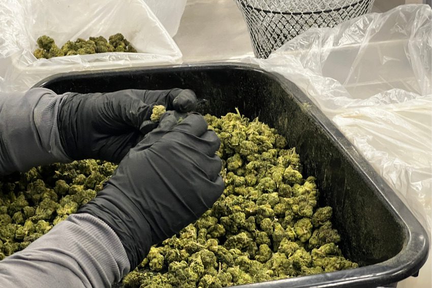 Photos: Massive Mid-Michigan greenhouses churn out literal tons of weed along I-96