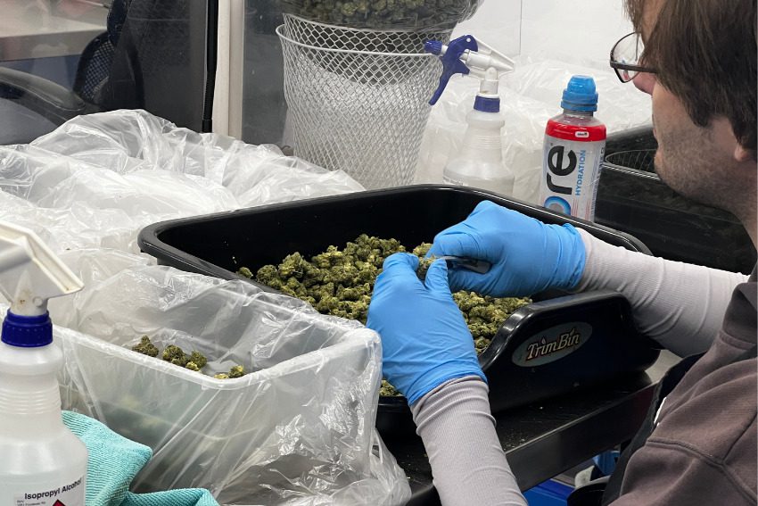 Photos: Massive Mid-Michigan greenhouses churn out literal tons of weed along I-96