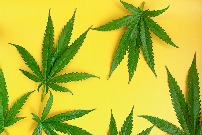 11 quick hits of cannabis news from across Michigan