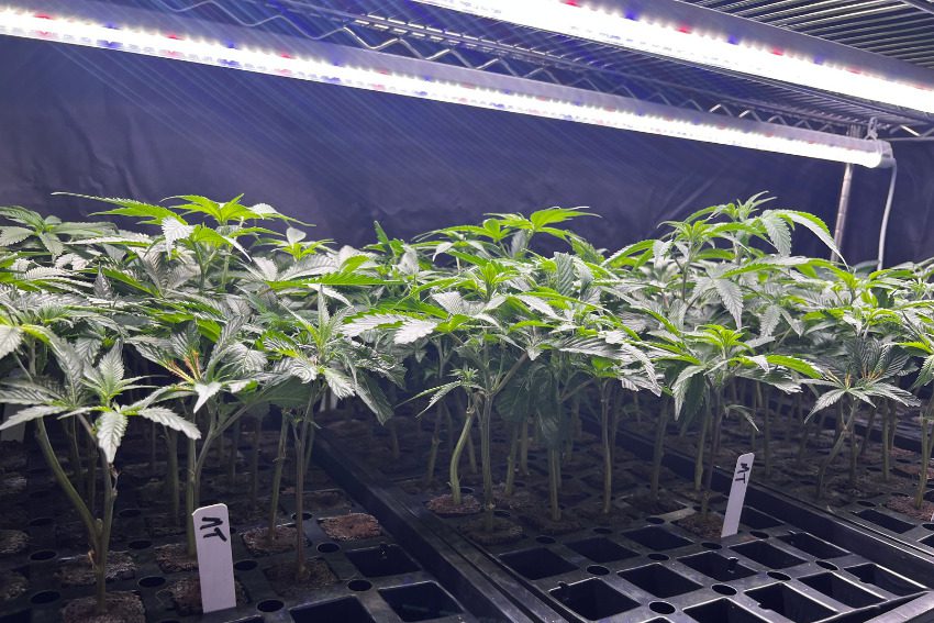 Photos: Massive Mid-Michigan greenhouses churn out literal tons of weed along I-96