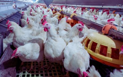 Enviros cheer Michigan Supreme Court upholding tighter rules for factory farms