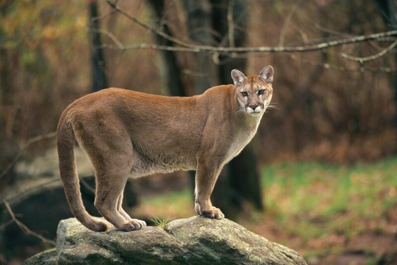 Meet 9 of Michigan’s endangered species & learn how to help