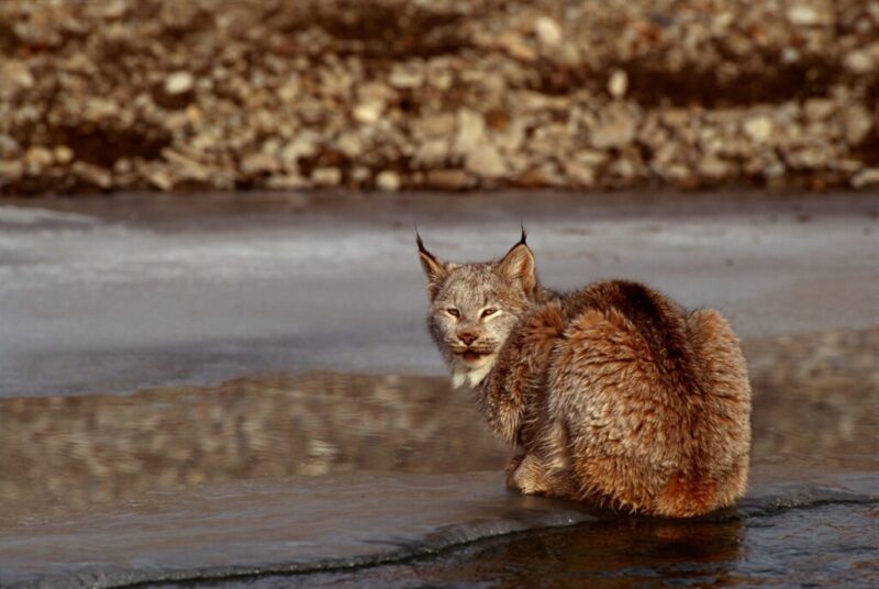 Meet 9 of Michigan’s endangered species & learn how to help