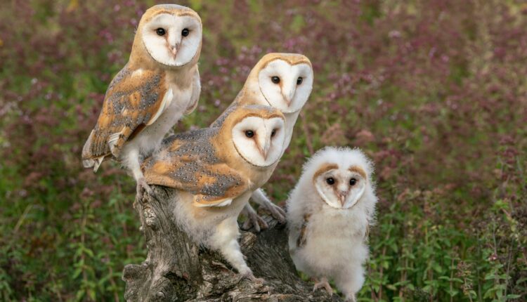 Meet 9 of Michigan’s endangered species & learn how to help