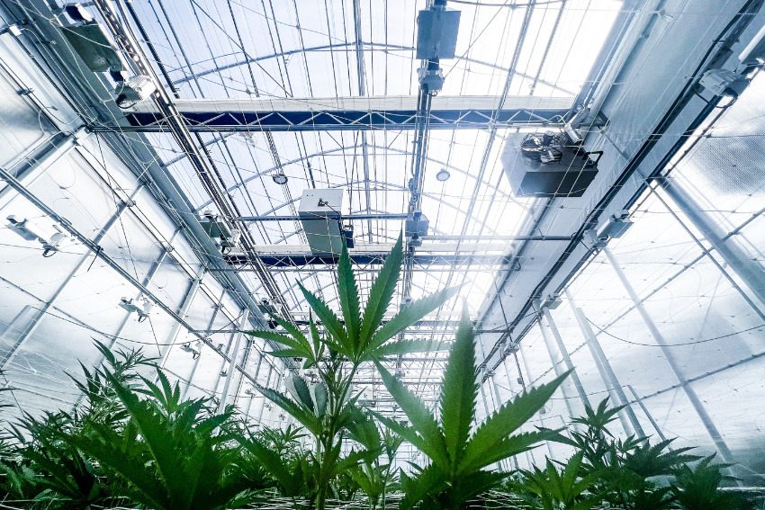 Photos: Massive Mid-Michigan greenhouses churn out literal tons of weed along I-96