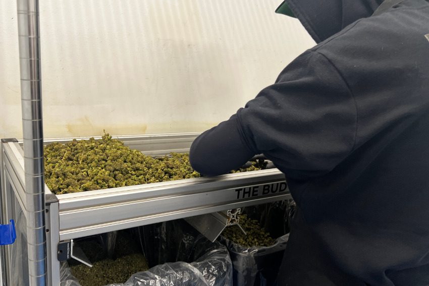 Photos: Massive Mid-Michigan greenhouses churn out literal tons of weed along I-96