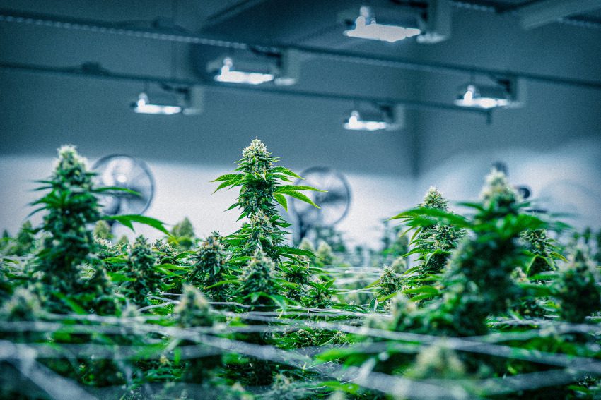 Photos: Massive Mid-Michigan greenhouses churn out literal tons of weed along I-96