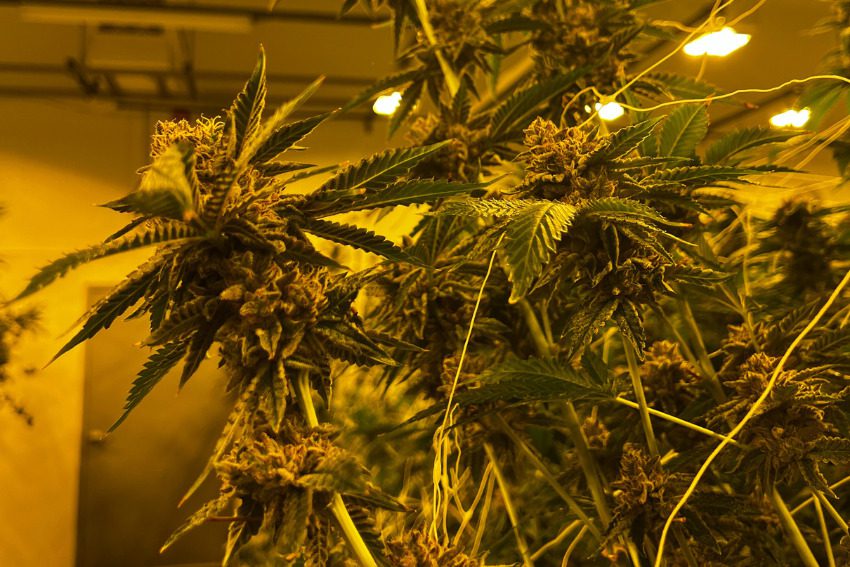 Photos: Massive Mid-Michigan greenhouses churn out literal tons of weed along I-96