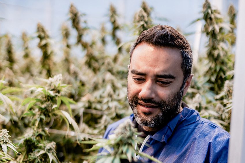 Photos: Massive Mid-Michigan greenhouses churn out literal tons of weed along I-96