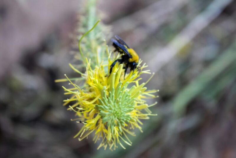 Meet 9 of Michigan’s endangered species & learn how to help