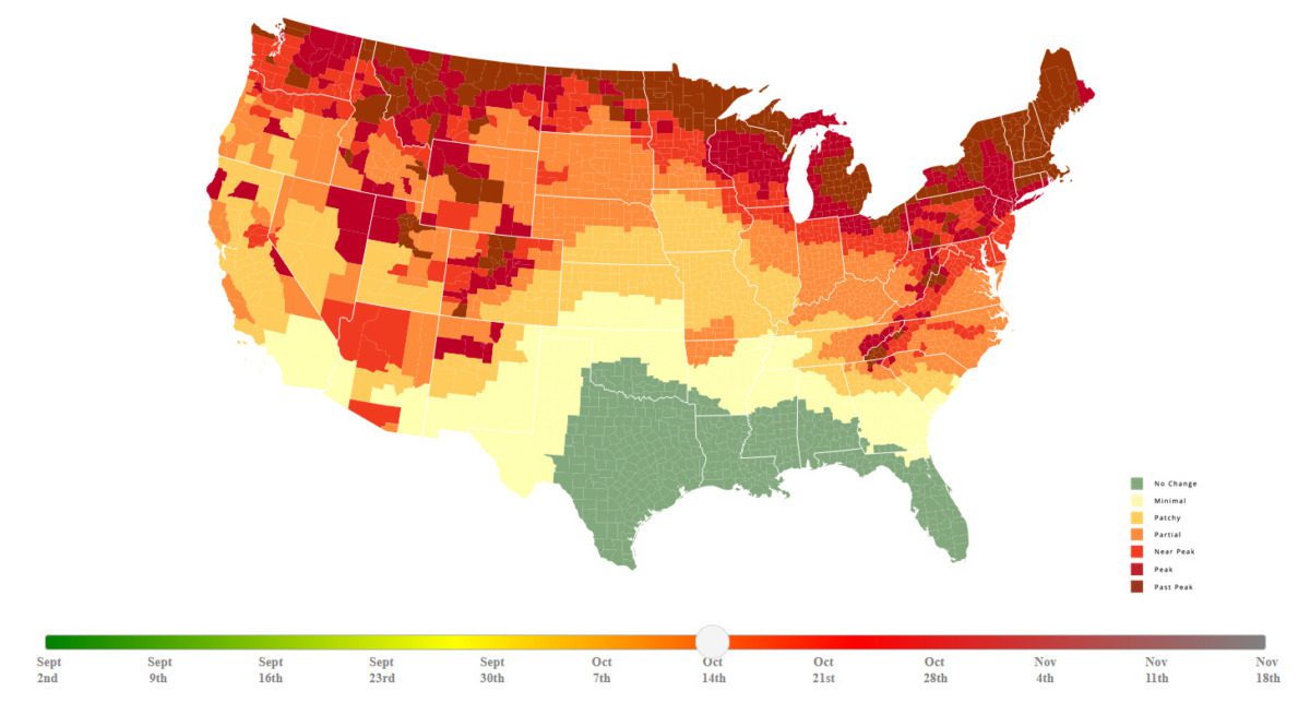 Michigan's 2024 fall foliage forecast: When to see peak colors in your area
