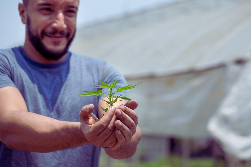 8 quick hits of cannabis news from across Michigan