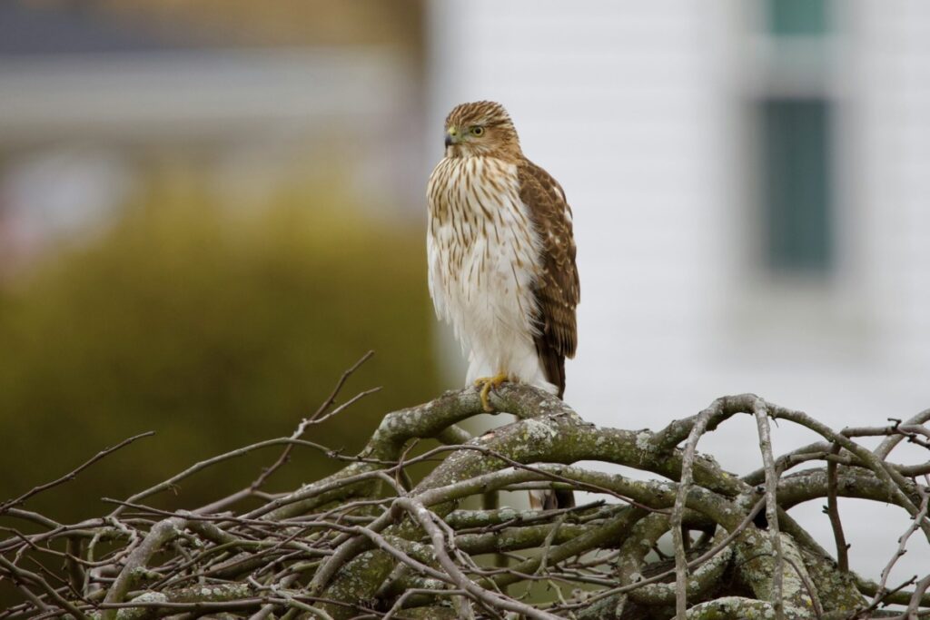 Bird rests on a pile of branches.